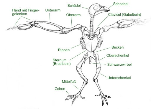 Vogel Skelett